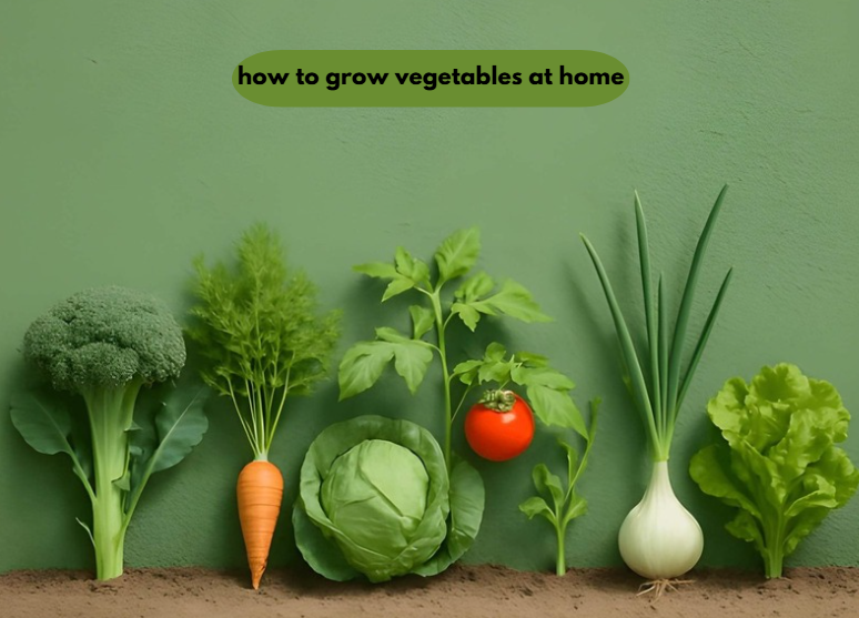 how to grow vegetables at home