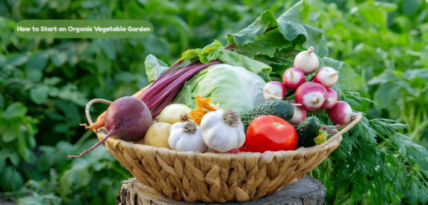 How to Start an Organic Vegetable Garden at Home on a Budget