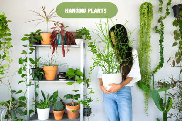 Hanging Plants Indoor Decoration: Best Plants, Placement & Easy Styling Ideas