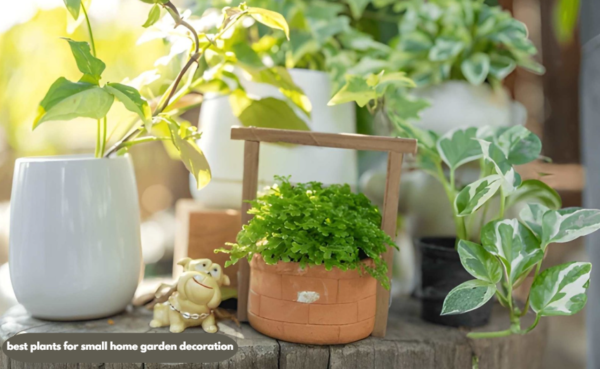 Best Plants for Small Home Garden Decoration: Simple Ideas for Beginners 