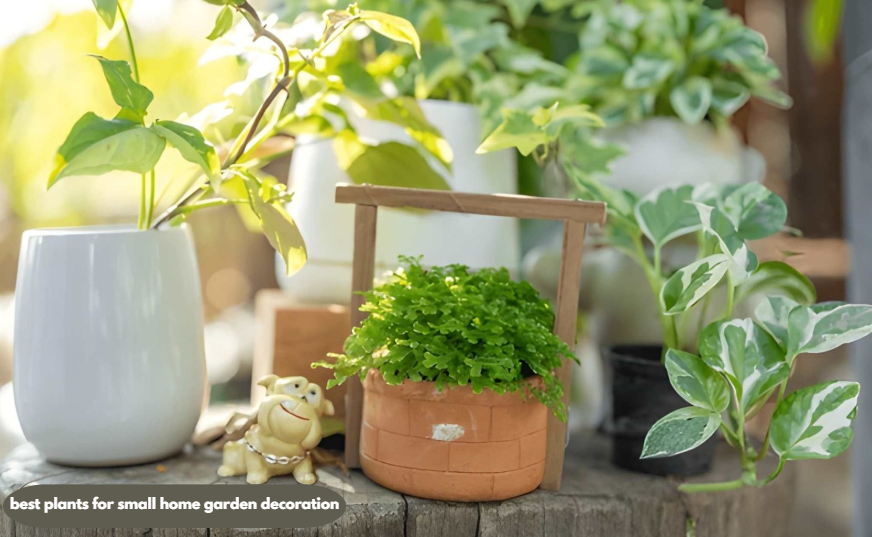 best plants for small home garden decoration