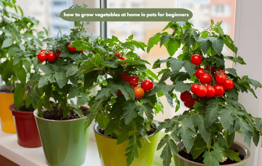 how to grow vegetables at home in pots for beginners
