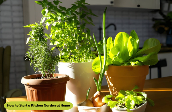 How to Start a Kitchen Garden at Home (Beginner’s Step-by-Step Guide + Costs)