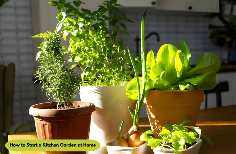 How to Start a Kitchen Garden at Home