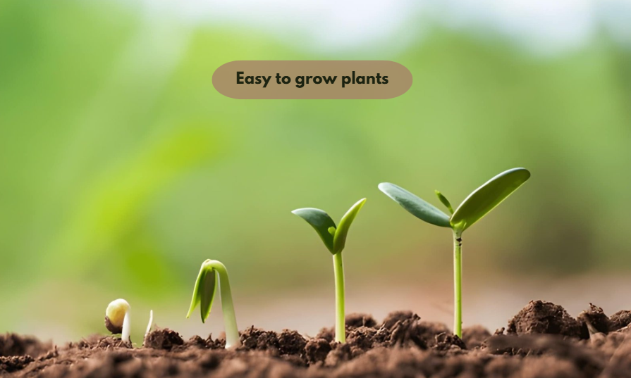 Easy to grow plants