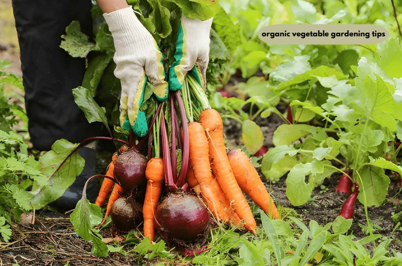 organic vegetable gardening tips
