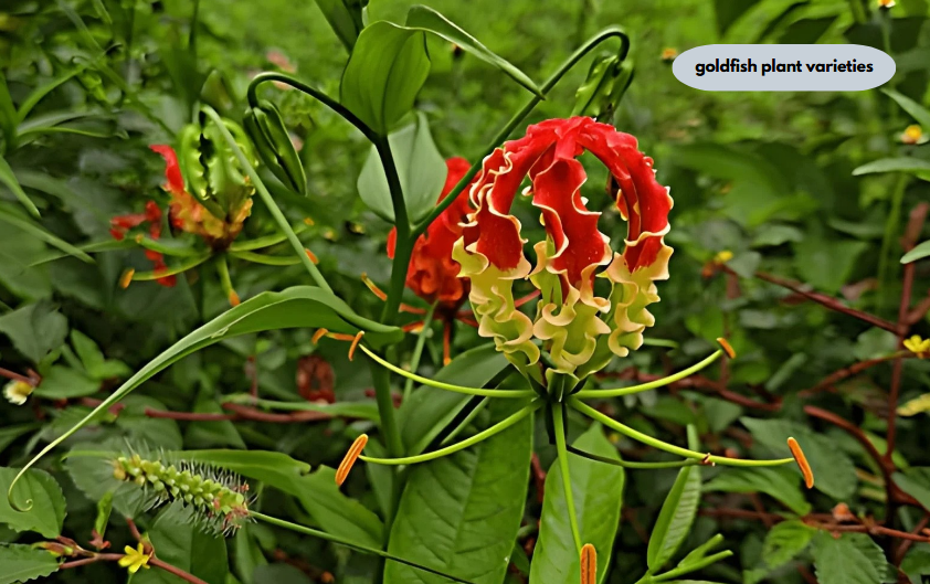 goldfish plant varieties
